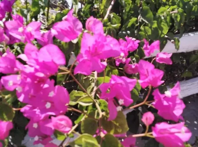 4bd Blue Dream Mykonos *